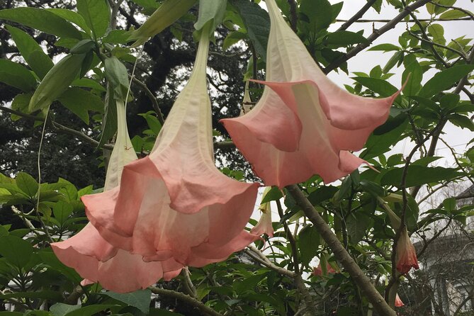 45-Minute Garden District Highlights Tour in New Orleans - Pop Culture Filming Spots: The Fun Part With Real Grounding