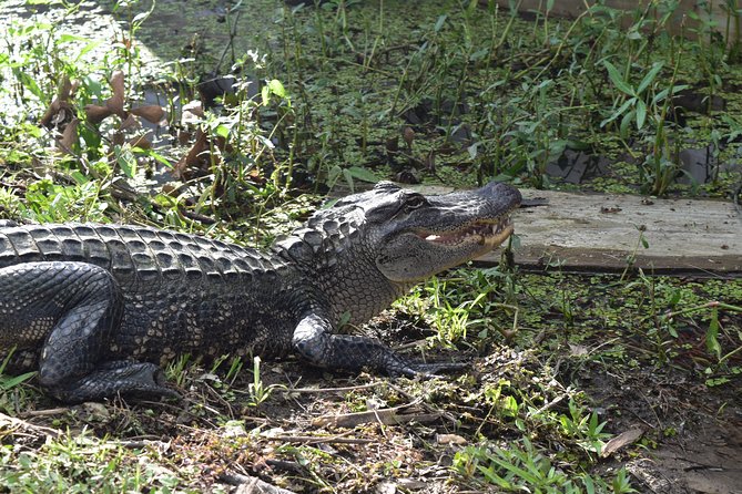 90-Minute Jean Lafitte Swamp and Bayou Tour with Transportation - Wildlife Spotting: Gators, Birds, and the Stuff You Actually Learn