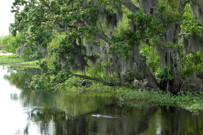 90-Minute Jean Lafitte Swamp and Bayou Tour with Transportation - Transportation and Timing: How to Avoid the Most Common Pain Point