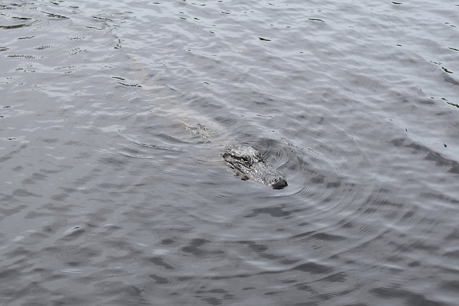 90-Minute Jean Lafitte Swamp and Bayou Tour with Transportation - Who Should Book This Jean Lafitte Swamp Tour