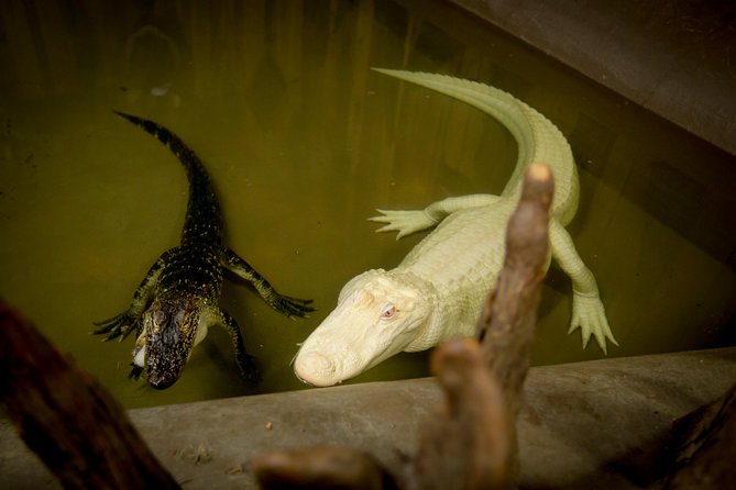 Airboat Ride with Transportation from New Orleans - Albino Alligator Exhibit and Snacks Before You Board