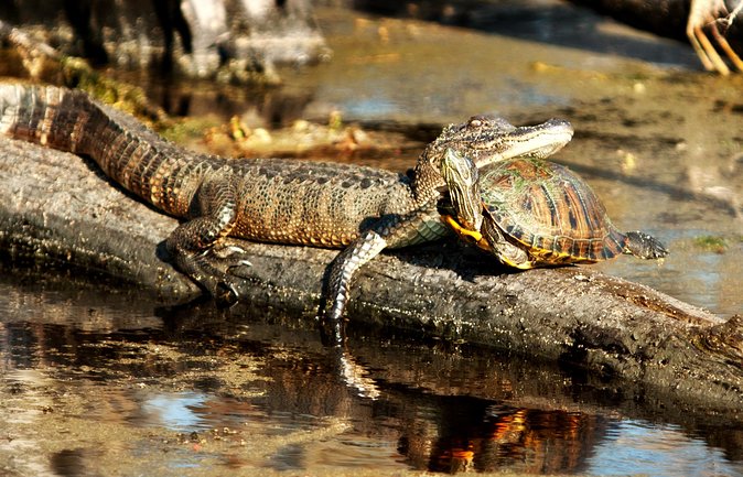 Airboat Ride with Transportation from New Orleans - Wildlife You Can Actually See (Not Just Imagine)