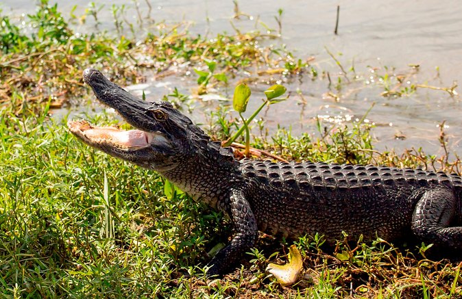 Airboat Ride with Transportation from New Orleans - How Much Time You’ll Really Spend on the Water