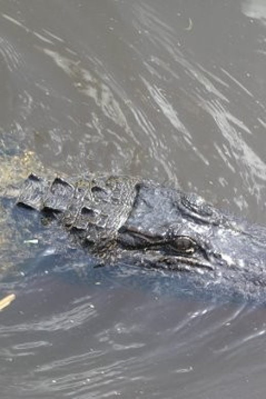 Airboat Tour of Louisiana Swamps - Key things to know before you go