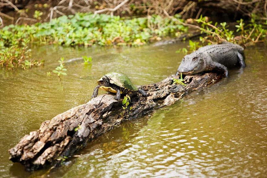 Alligator Swamp Tour by Gray Line New Orleans - Pontoon swamp boat vs fan-style airboat: know what you’re booking
