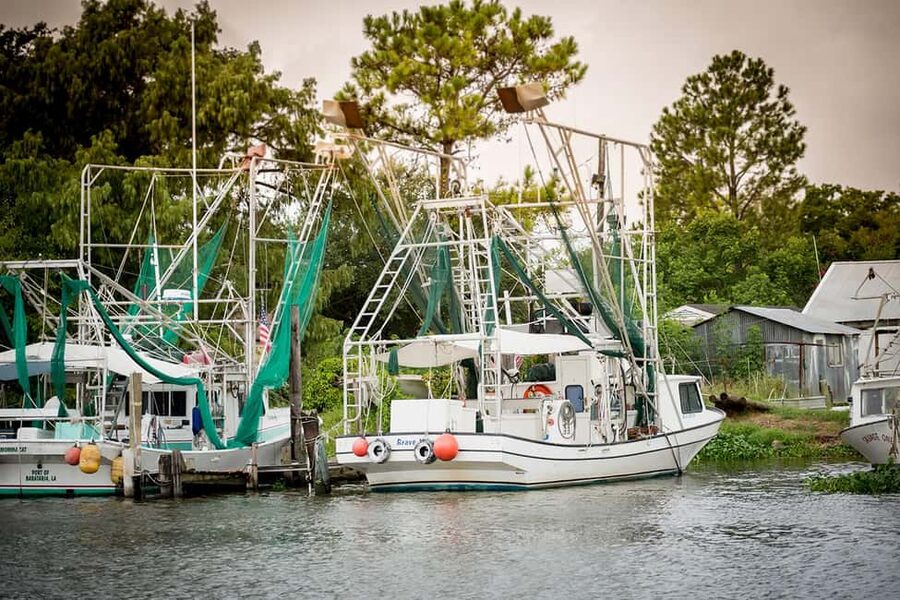 Alligator Swamp Tour by Gray Line New Orleans - Wildlife spotting: alligators, birds, nutria, and the rest