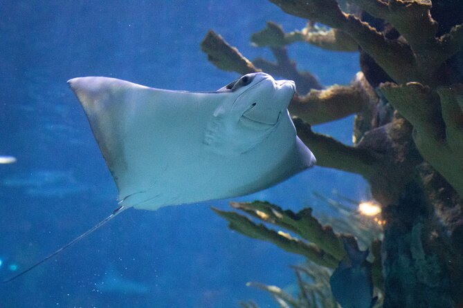 Audubon Aquarium and Insectarium Ticket - Key things to know before you go
