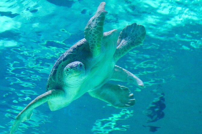 Audubon Aquarium and Insectarium Ticket - Gulf of Mexico habitat: the 450,000-gallon showpiece