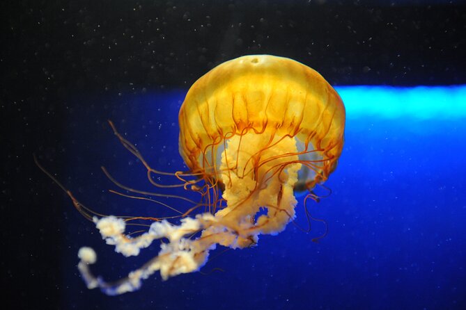 Audubon Aquarium and Insectarium Ticket - Price and value: what $42.77 buys you in real-world time