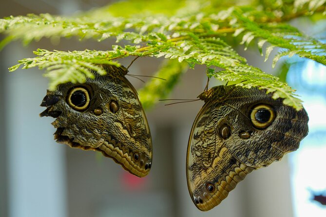 Audubon Aquarium and Insectarium Ticket - Tickets, VR, and the phone-versus-print reality check