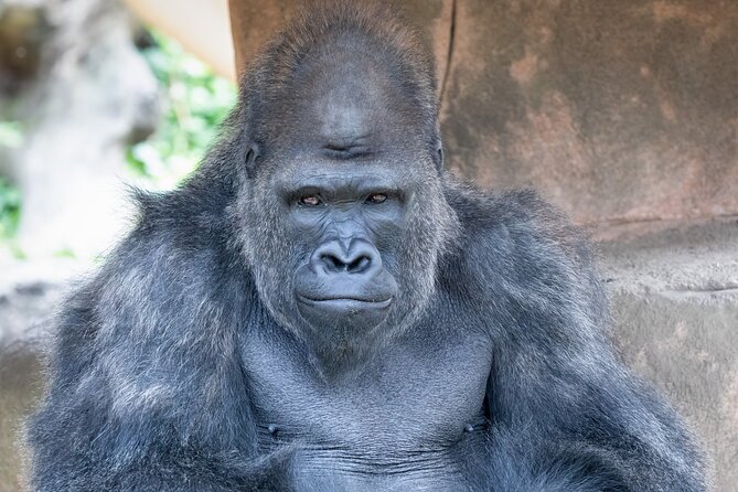 Audubon Zoo Ticket - Audubon Zoo Tickets: What You’re Actually Paying For