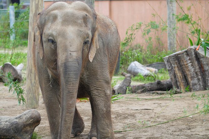 Audubon Zoo Ticket - Watoto Farm and Domestic Animals: More Than Just Viewing