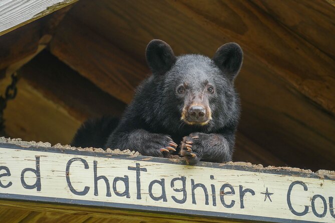 Audubon Zoo Ticket - How to See More in Less Time (Without Sprinting)