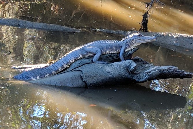 Destrehan Plantation and Large Airboat Tour from New Orleans - Barataria Preserve by Airboat: Speed, Wildlife, and Photo Stops