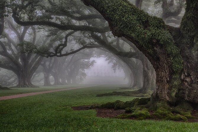 Explore Oak Alley Plantation Guided Tour with Transportation - Transportation From New Orleans: Great Convenience, Tight Timing