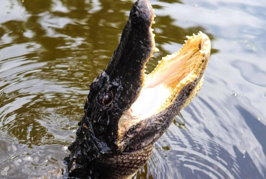 From Lafitte: Swamp Tours South of New Orleans by Airboat - Key things that make this swamp tour worth your time