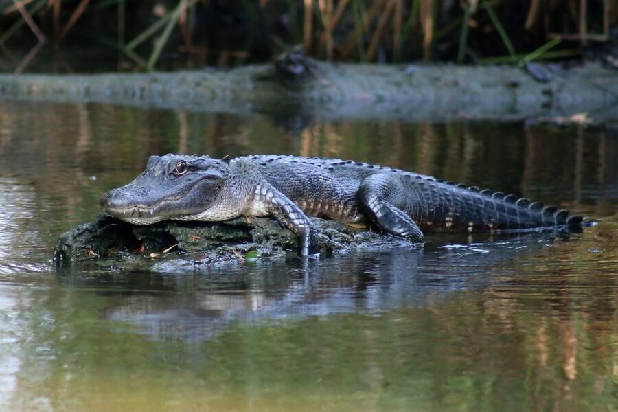 From Lafitte: Swamp Tours South of New Orleans by Airboat - Getting to Airboat Adventures in Lafitte: what the location means for you