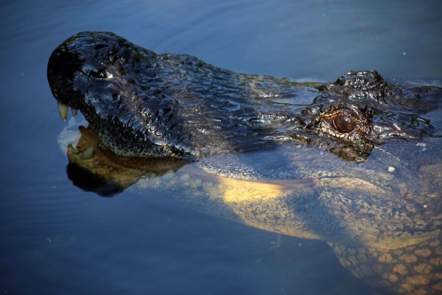 From Lafitte: Swamp Tours South of New Orleans by Airboat - Wildlife spotting: what you’re likely to see and how to look