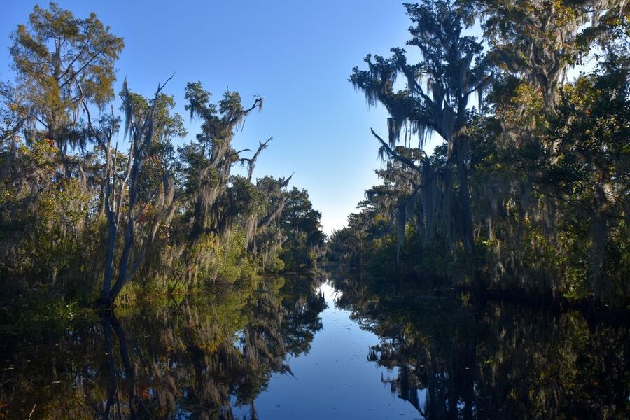From Lafitte: Swamp Tours South of New Orleans by Airboat - Captains and guides: why the commentary is more than filler