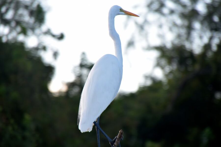 From Lafitte: Swamp Tours South of New Orleans by Airboat - Who should book this airboat swamp tour, and who should skip