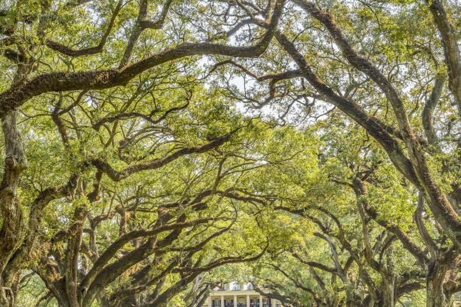 From New Orleans: Oak Alley Plantation Tour - Who Should Book This Oak Alley Tour From New Orleans?