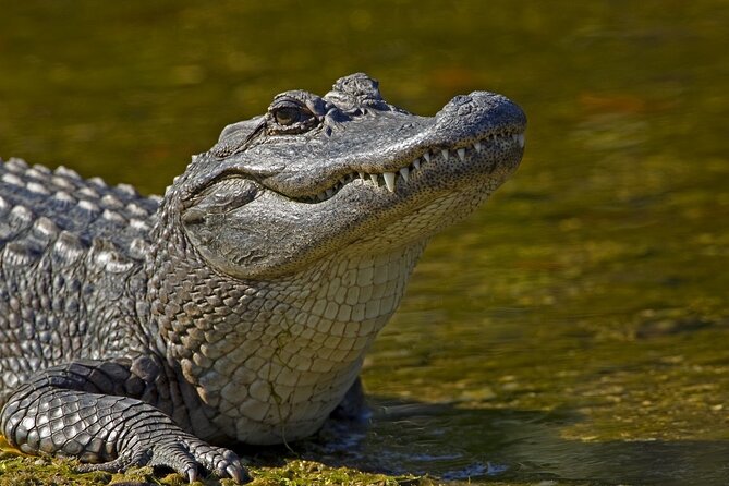 Full-Day Oak Alley Plantation & Airboat Swamp w/Transfer - Group size, pickup flow, and how the day can feel rushed