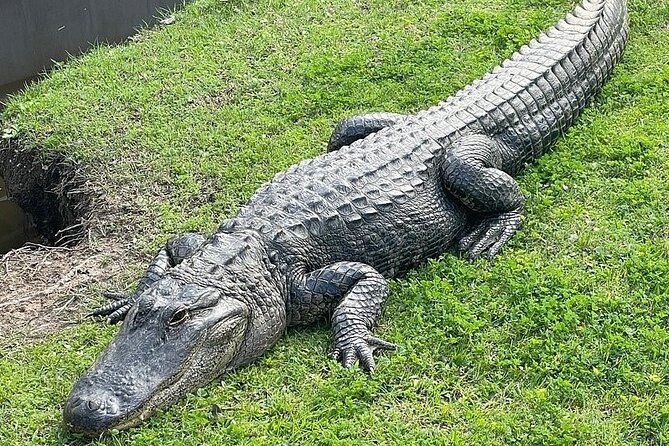 Full Day Plantation and Swamp Tour in New Orleans - Why this plantation + swamp combo is such good value