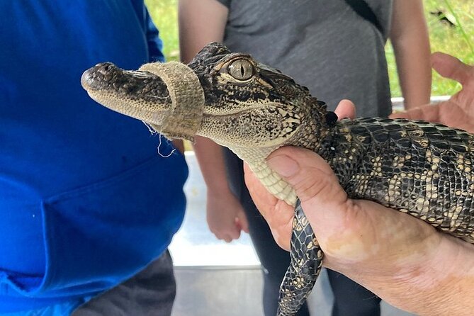 Full Day Plantation and Swamp Tour in New Orleans - Cajun Pride Swamp Tours: the pontoon ride for alligator viewing and cypress photos