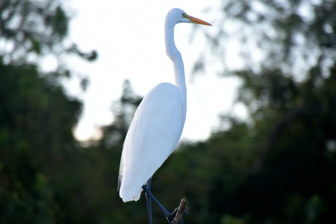 Guided Boat Tour of New Orleans Bayou - Price and boat time: what $35 really means on the water