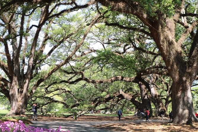Half-Day Oak Alley Plantation Tour - Oak Alley’s main draw: a guided look at how the plantation really worked