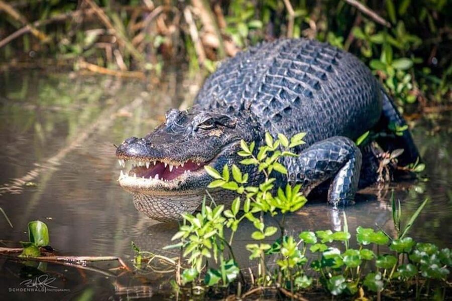 Honey Island Swamp and Bayou Boat Tour with Transportation - Key things to know before you go