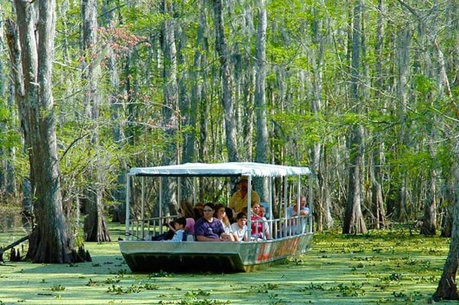 Honey Island Swamp and Bayou Boat Tour with Transportation - Rules and comfort: staying safe while you get great views