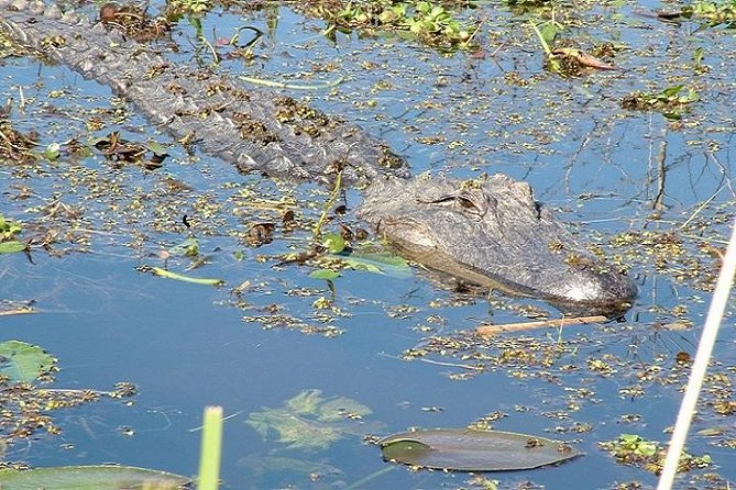 Honey Island Swamp Boat Tour - Honey Island Swamp: why this feels more real than a quick tourist drive