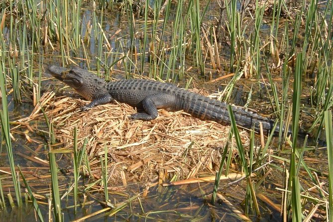 Honey Island Swamp Boat Tour with Transportation from New Orleans - Trading New Orleans streets for a real swamp day