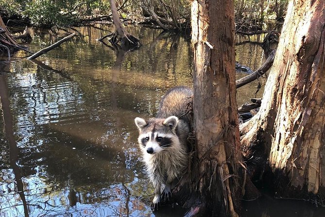 Honey Island Swamp Boat Tour with Transportation from New Orleans - Price and value: why $64 can make sense