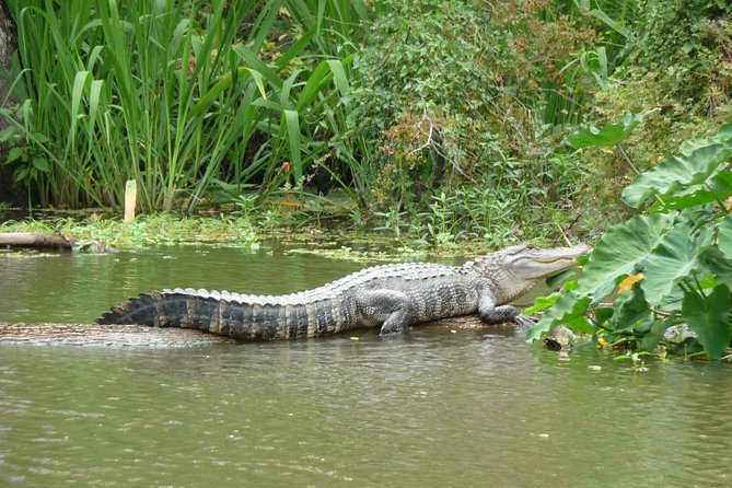Honey Island Swamp Private Tour with Transport from New Orleans - Boarding day: the US Coast Guard–approved flat-bottom boat