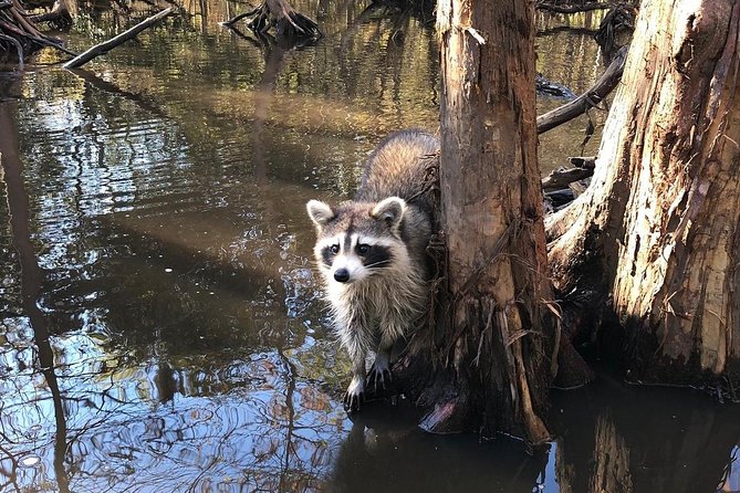 Honey Island Swamp Private Tour with Transport from New Orleans - Price and value: when $1,300 per group makes sense