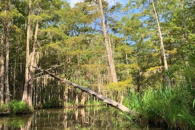 Honey Island Swamp Private Tour with Transport from New Orleans - Comfort and expectations: what the experience feels like