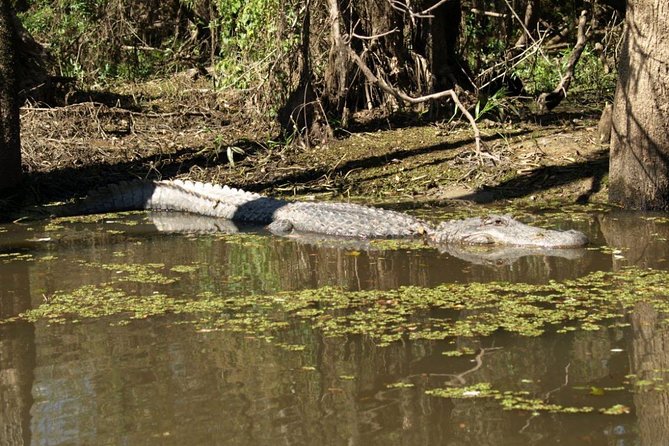 Honey Island Swamp Private Tour with Transport from New Orleans - Honey Island Swamp, explained the way wetlands actually work