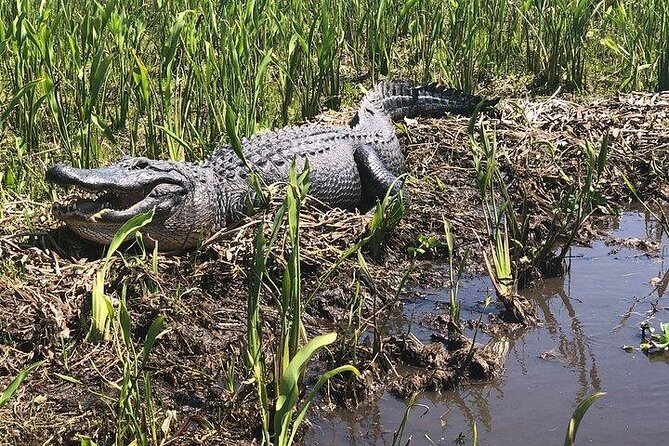 Jean Lafitte 90-Minute Swamp and Bayou Boat Tour - Key highlights worth planning around