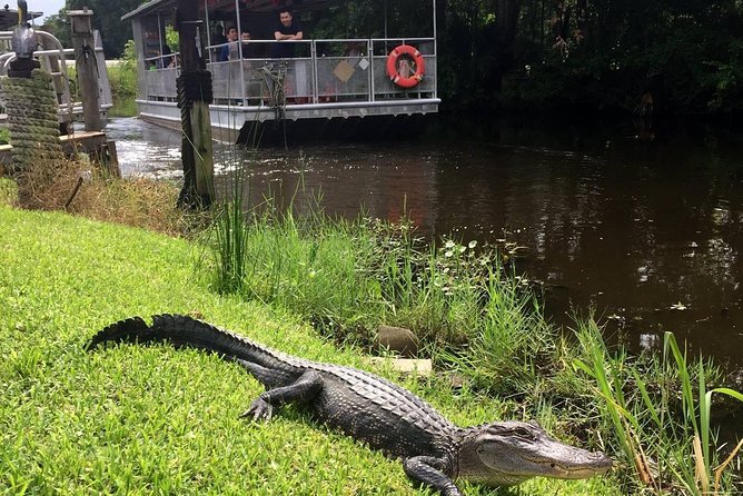 Jean Lafitte 90-Minute Swamp and Bayou Boat Tour - A short ride out of New Orleans becomes a real bayou experience