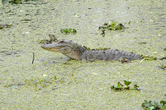 Jean Lafitte 90-Minute Swamp and Bayou Boat Tour - Getting to 6601 Leo Kerner Pkwy: parking and check-in flow