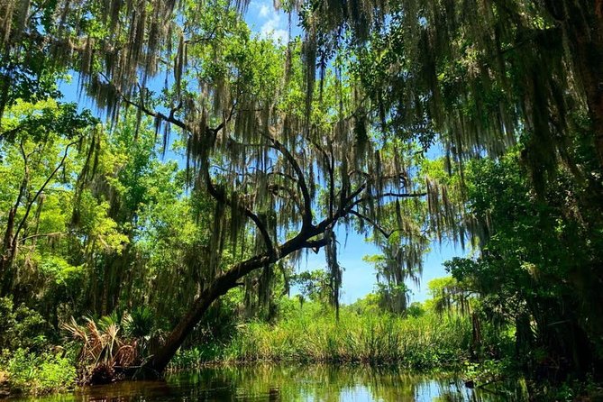 Large Airboat Swamp Tour with Transportation from New Orleans - Why this half-day airboat tour fits New Orleans perfectly