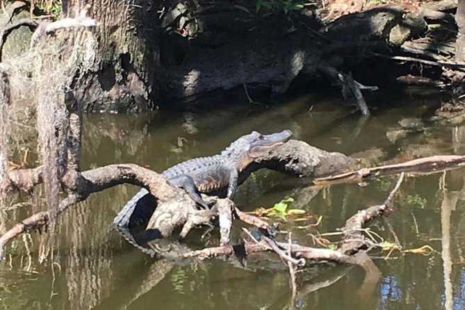 Large Airboat Swamp Tour with Transportation from New Orleans - The 2-hour airboat run: power, fans, and the best kind of swamp noise
