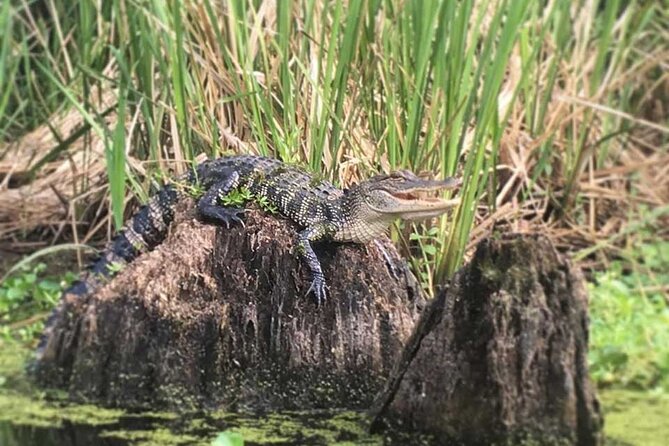 Manchac Swamp Extended 4-Hour Kayak Tour with Pickup - Pace and fitness: what to expect on the water (and how to prepare)
