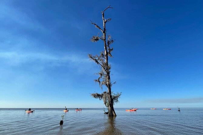 Manchac Swamp Extended 4-Hour Kayak Tour with Pickup - What’s included—and what you’ll need to handle yourself