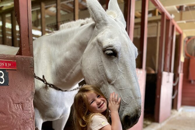 Mules in New Orleans Barn Tour - Key highlights