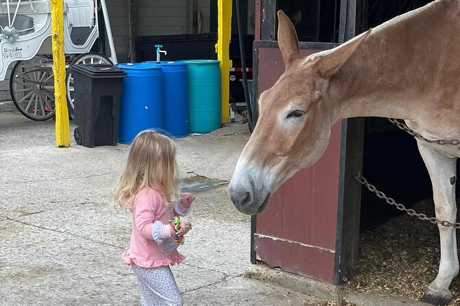 Mules in New Orleans Barn Tour - Faubourg Marigny on foot: old neighborhood stories after the mule meet