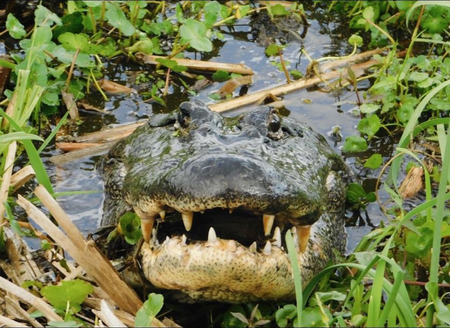 New Orleans: 10 Passenger Airboat Swamp Tour - How the airboat tour gets you from New Orleans into real marshland