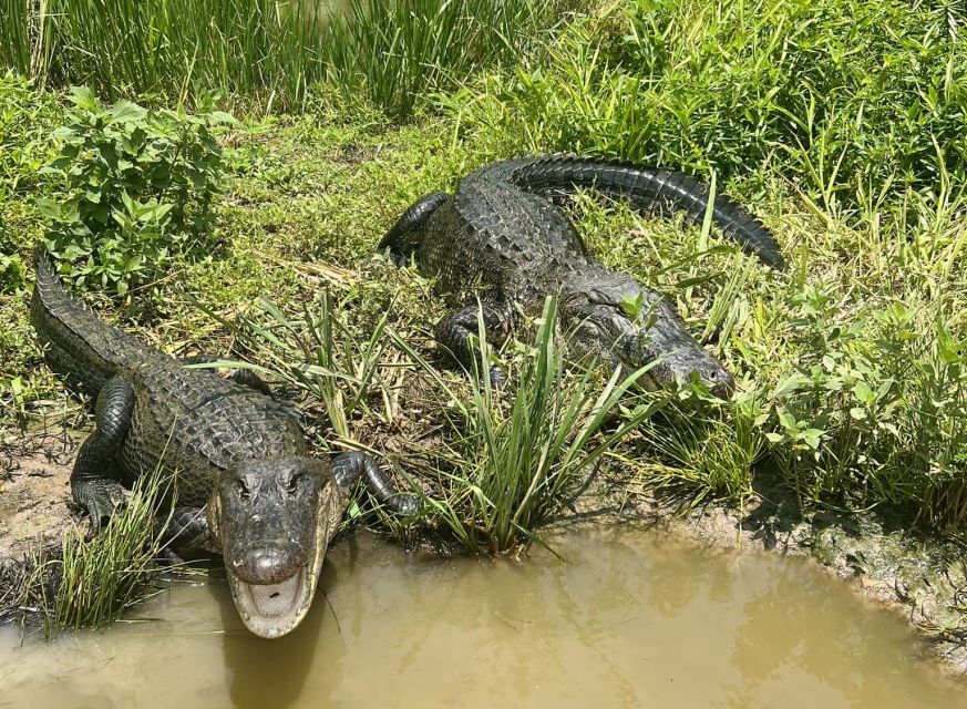 New Orleans: 16 Passenger Airboat Swamp Tour - First Impressions: An Airboat That Feels Like Bayou Reality
